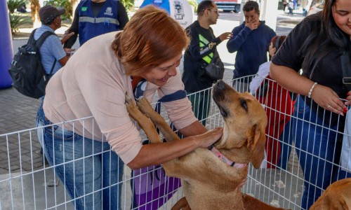 Barra do Piraí: Campanha “Me Leva Pra Casa” realiza última edição de 2025 nesta quarta-feira